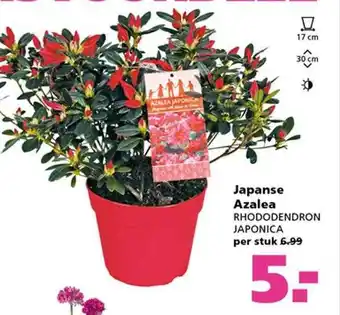 Ranzijn Japanse azalea rhododendron japonica aanbieding