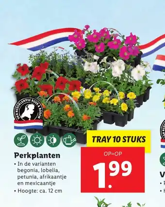 Lidl Perkplanten 10 stuks aanbieding