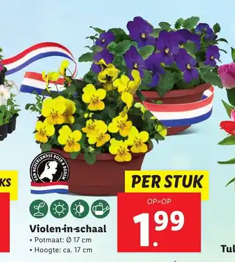 Lidl Violen-in-schaal aanbieding