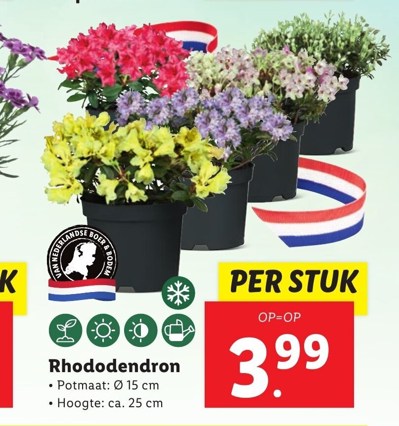 Rhododendron aanbieding bij Lidl