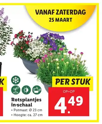 Lidl Rotsplantjes in-schaal aanbieding