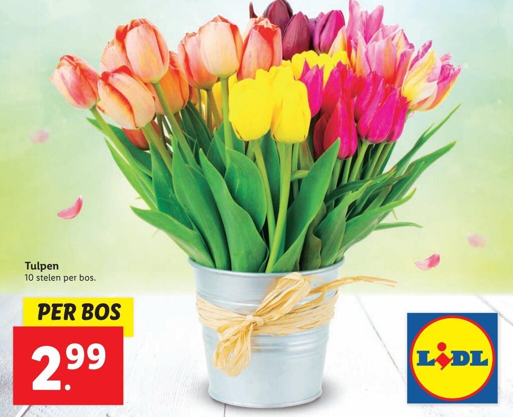 Tulpen aanbieding bij Lidl