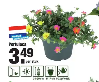 ALDI Portulaca aanbieding