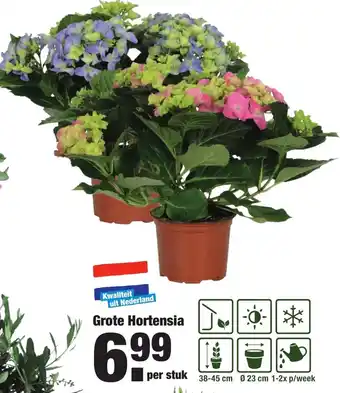 ALDI Grote hortensia aanbieding