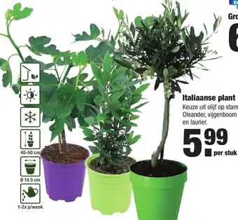 ALDI Italiaanse plant aanbieding