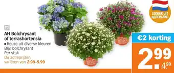 Albert Heijn AH Bolchrysant of terrashortensia aanbieding