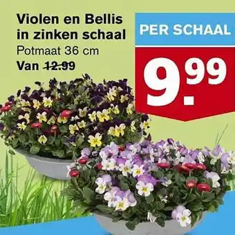 Hoogvliet Violen en bellis in zinken schaal aanbieding