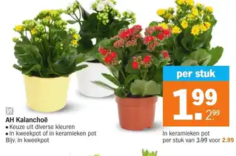 Albert Heijn AH kalanchoe aanbieding