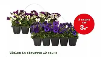 Welkoop Violen in clayette 10 stuks aanbieding