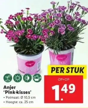 Lidl Anjer 'pink-kisses' aanbieding