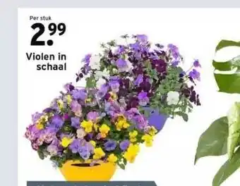 GAMMA Violen in schaal aanbieding