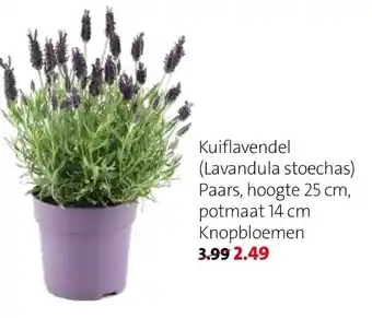 Intratuin Kuiflavendel (lavandula stoechas) aanbieding