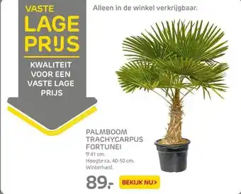 Praxis Palmboom trachycarpus fortunei aanbieding