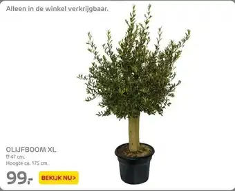 Praxis Olijfboom xl aanbieding