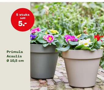 Welkoop Primula acaulis aanbieding