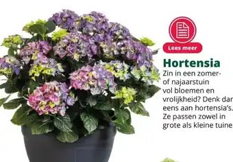 GroenRijk Hortensia aanbieding