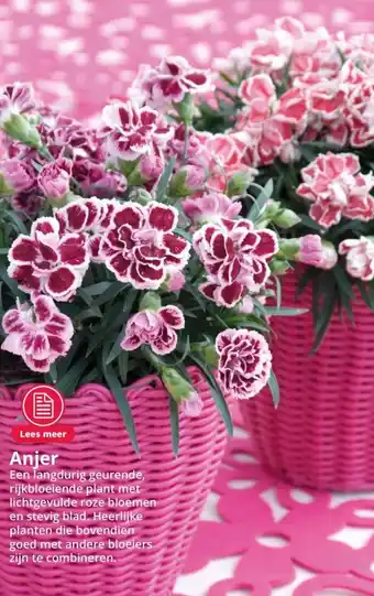 GroenRijk Anjer een langdurig geurende, rijkbloeiende plant met lichtgevulde roze bloemen en stevig blad. heerlijke planten die bovendi aanbieding