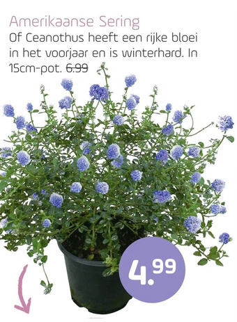 Coppelmans Amerikaanse sering aanbieding