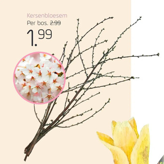 Coppelmans Kersenbloesem aanbieding