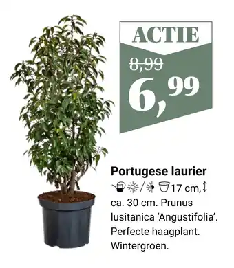 Tuincentrum Osdorp Portugese laurier aanbieding