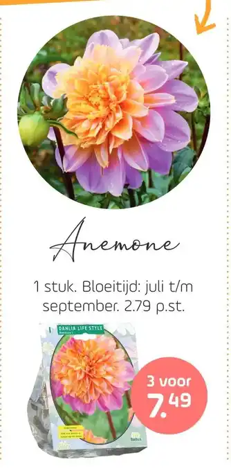 Coppelmans Anemone aanbieding