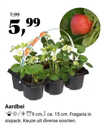 Tuincentrum Osdorp Aardbei aanbieding