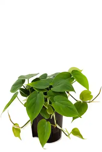 123Planten Philodendron scandens aanbieding