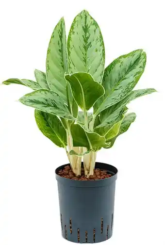 123Planten Aglaonema 'cintho queen' aanbieding