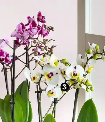 Tuincentrum de Nieuwstad Orchidee aanbieding