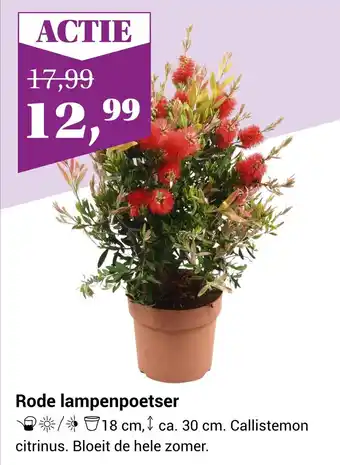 Tuincentrum de Nieuwstad Rode lampenpoetser aanbieding