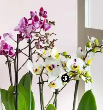 TuinWereld Orchidee aanbieding