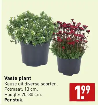 ALDI Vaste plant aanbieding