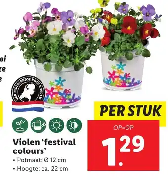 Lidl Violen 'festival colours' aanbieding