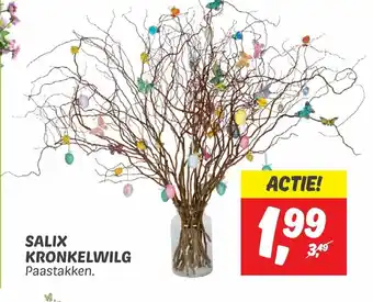 Dekamarkt Salix kronkelwilg aanbieding
