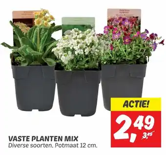 Dekamarkt Vaste planten mix 12cm aanbieding
