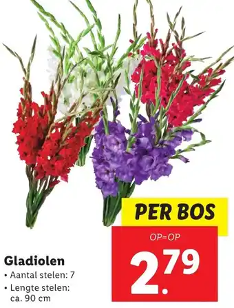 Lidl Gladiolen 90cm aanbieding