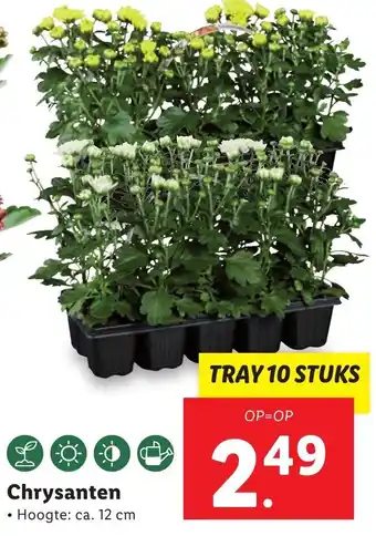 Lidl Chrysanten 12cm aanbieding