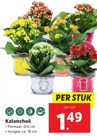 Lidl Kalanchoe 6cm aanbieding