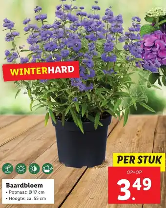 Lidl Baardbloem 17cm aanbieding