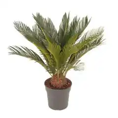 Praxis Vredespalm (cycas revoluta) potmaat 21cm h70cm aanbieding