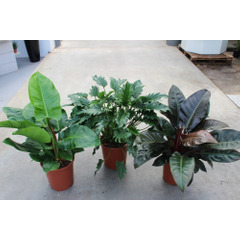 Praxis Philodendron diversen (kies in winkel) potmaat 27cm h 65cm aanbieding