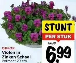 Vomar Voordeelmarkt Op=op violen in zinken schaal potmaat 29 cm. aanbieding