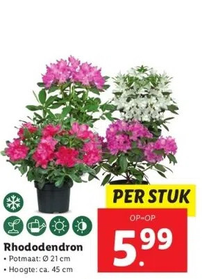 Rhododendron potmaat:  21 cm hoogte: ca. 45 cm aanbieding bij Lidl