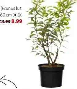 Intratuin Portugese laurier (prunus lus. angustifolia') aanbieding