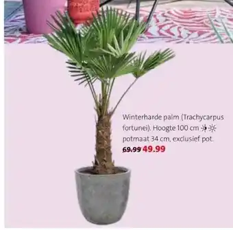 Intratuin Winterharde palm (trachycarpus fortunei). hoogte 100 cm potmaat 34 cm, exclusief pot. aanbieding