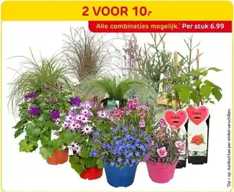 Praxis Diverse bloemen en planten aanbieding