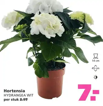 Ranzijn Hortensia aanbieding