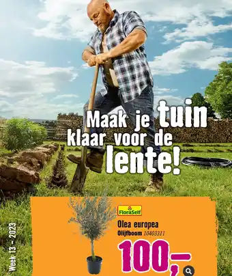 Hornbach Olea europea olijfboom 10403311 aanbieding