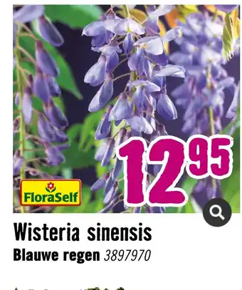 Hornbach Wisteria sinensis blauwe regen 3897970 aanbieding