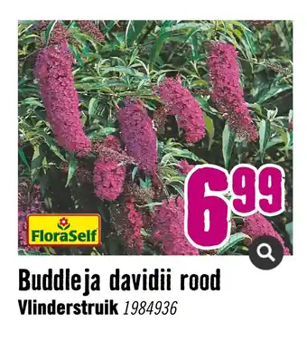 Hornbach Buddleja davidii rood vlinderstruik 1984936 aanbieding